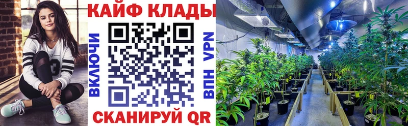 Где продают наркотики Зеленогорск Кетамин  Конопля  Alpha-PVP  Псилоцибиновые грибы  КОКАИН  Меф  ГАШИШ 